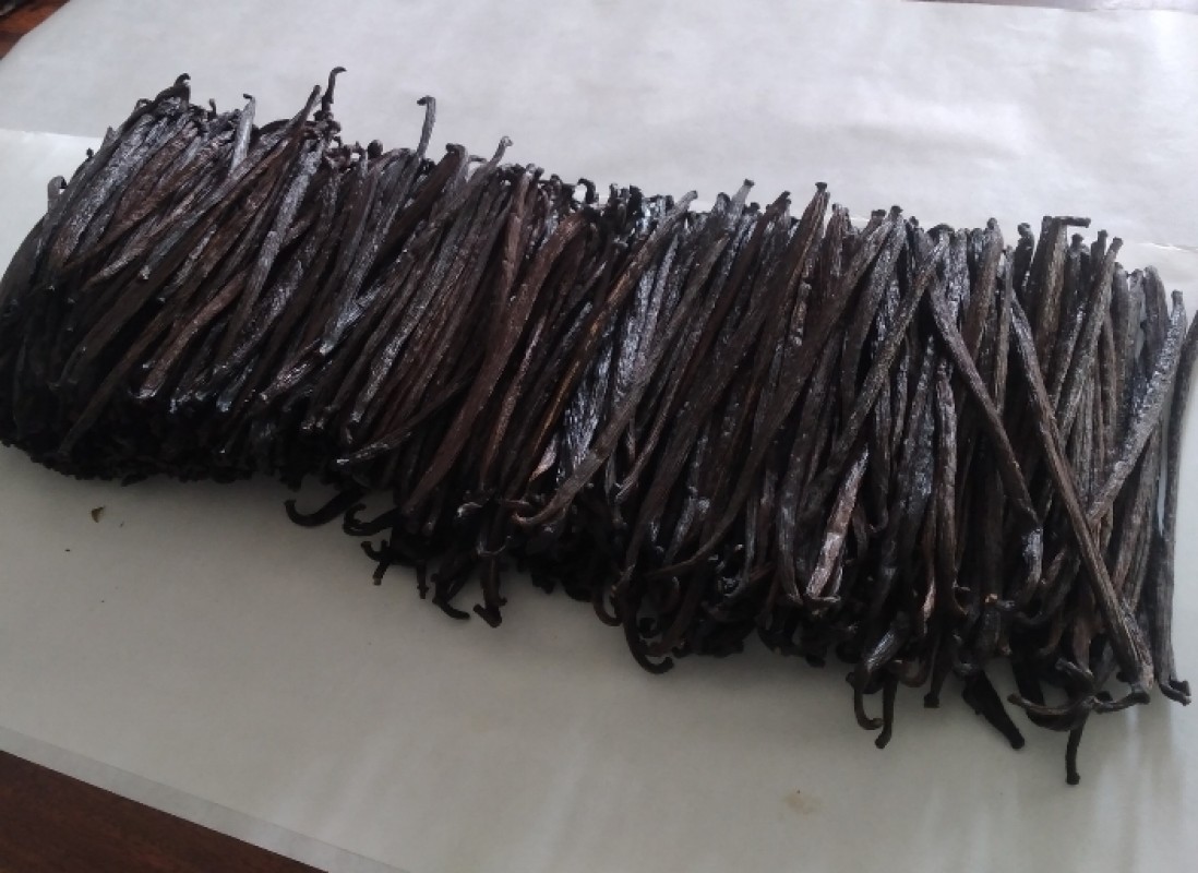 Vanilla Tahitensis from Papua New Guinea from Papua Nuova Guinea